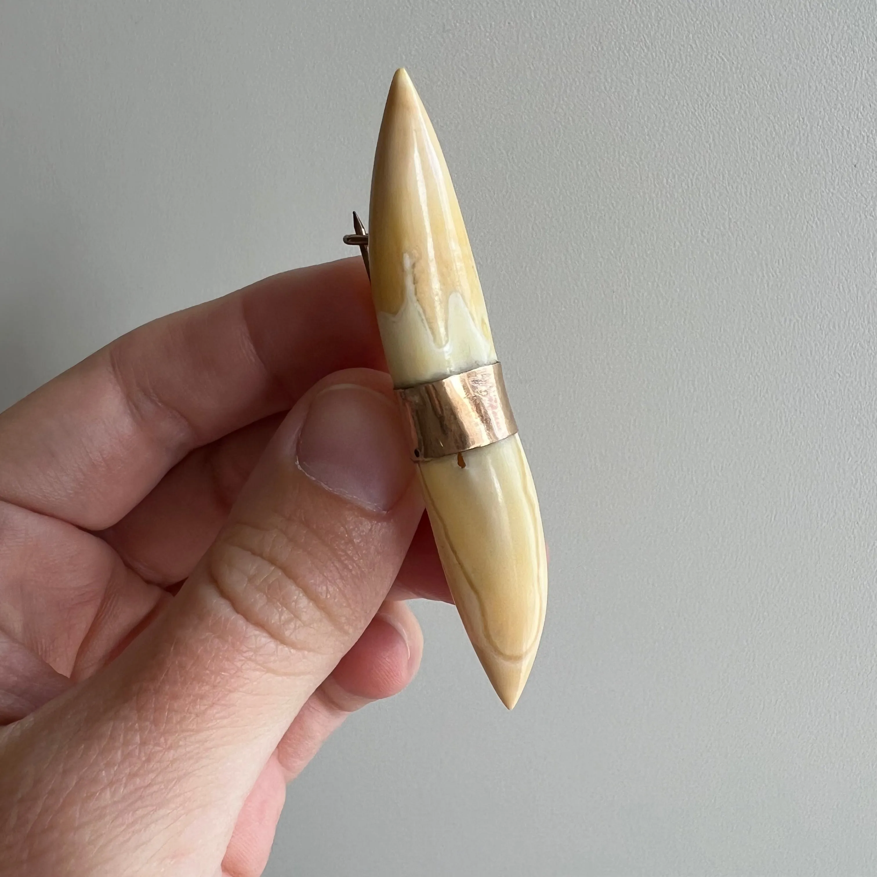 A N T I Q U E // double tusk / gold filled boar tooth or tusk / a brooch