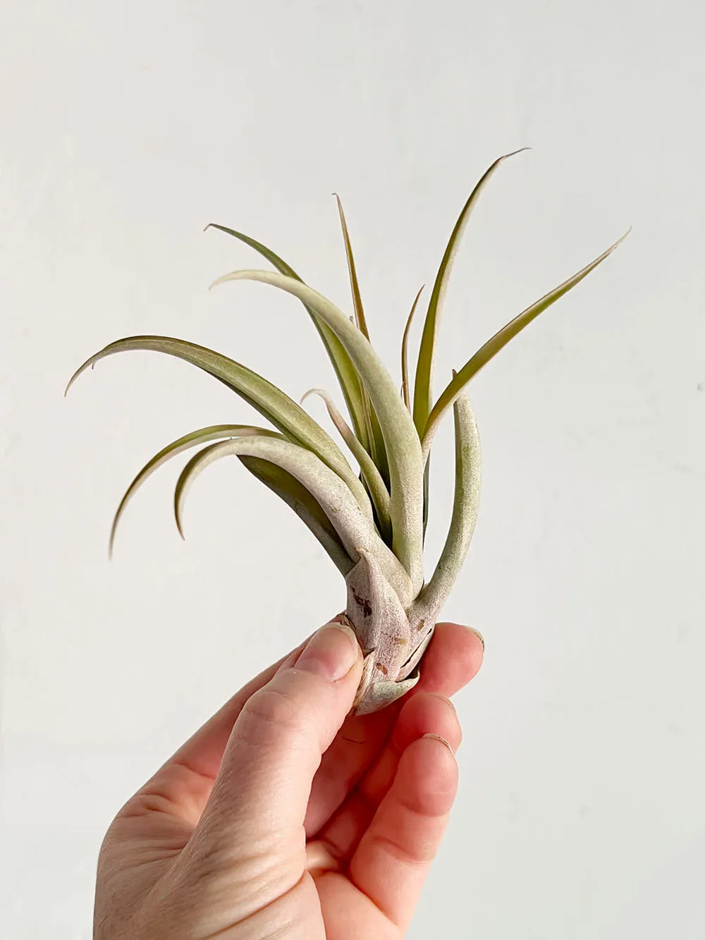 Tillandsia Capitata Peach