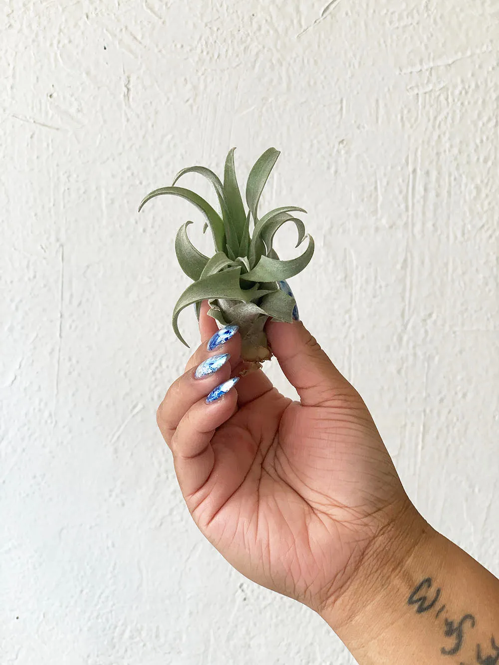 Tillandsia Capitata Peach