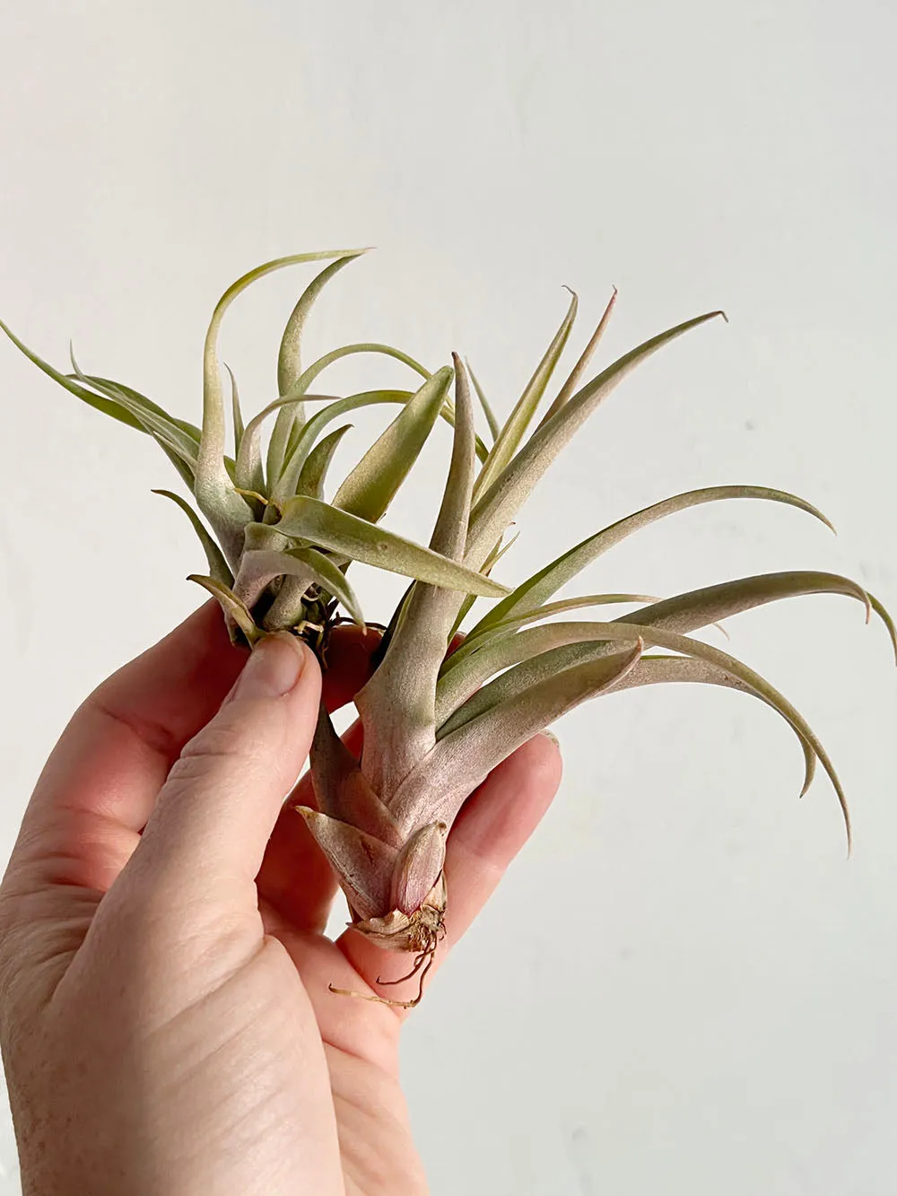 Tillandsia Capitata Peach