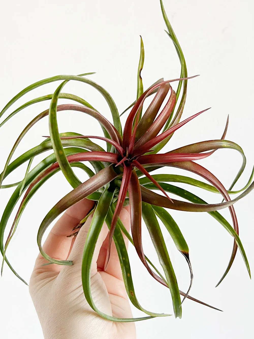 Tillandsia Capitata Peach